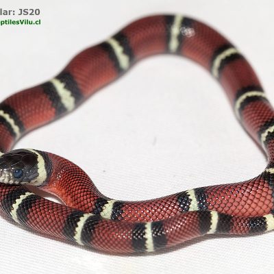 Falsa Coral de Sinaloa - JS20