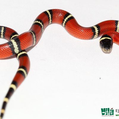 Falsa Coral de Sinaloa - JS21