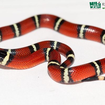 Falsa Coral de Sinaloa - JS22