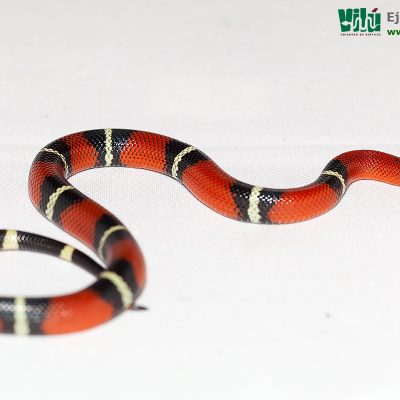 Falsa Coral de Sinaloa - JS23
