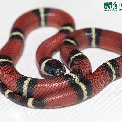 Falsa Coral de Sinaloa - JS24
