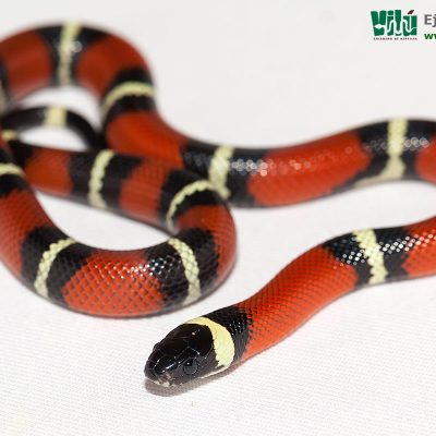 Falsa Coral de Sinaloa - JS25
