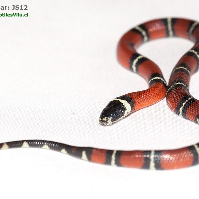 Falsa Coral de Sinaloa - JS12