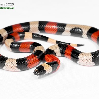 Falsa Coral de Puebla - JC25