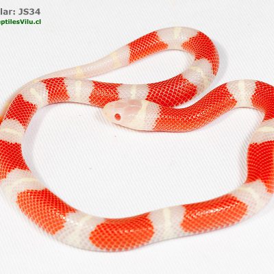 Falsa Coral de Sinaloa - JS34