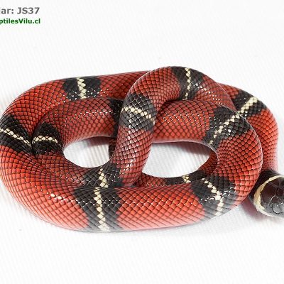 Falsa Coral de Sinaloa - JS37