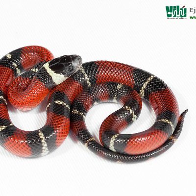 Falsa Coral de Sinaloa - JS39
