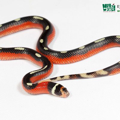 Falsa Coral de Sinaloa - JS27
