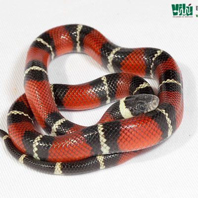Falsa Coral de Sinaloa - JS33