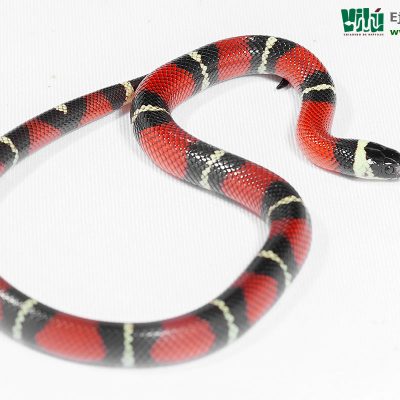 Falsa Coral de Sinaloa - JS35