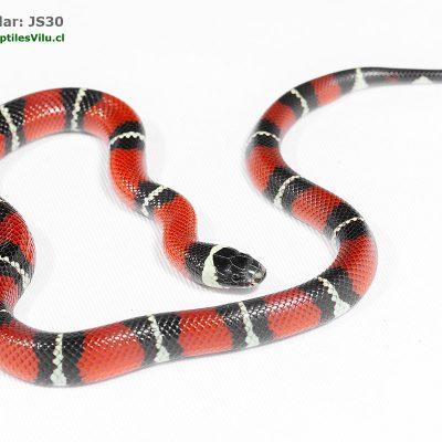 Falsa Coral de Sinaloa - JS30