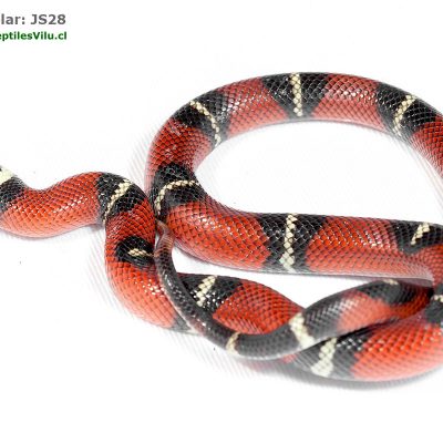 Falsa Coral de Sinaloa - JS28