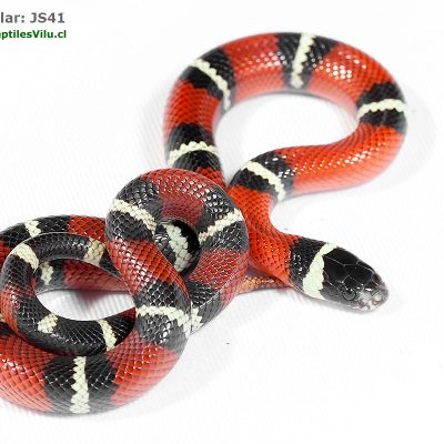 Falsa Coral de Sinaloa - JS41