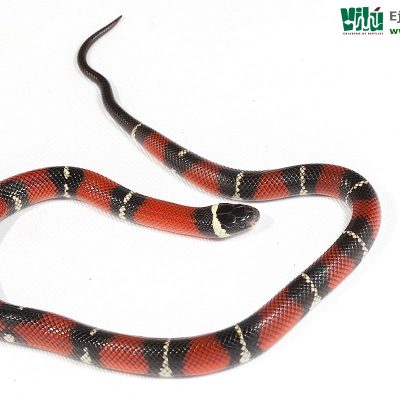 Falsa Coral de Sinaloa - JS29