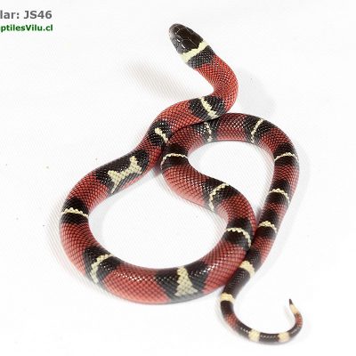 Falsa Coral de Sinaloa - JS46