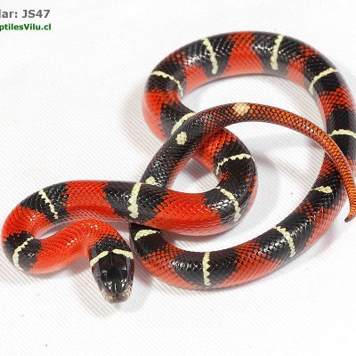 Falsa Coral de Sinaloa - JS47