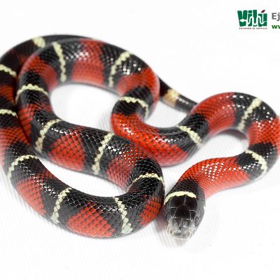 Falsa Coral de Sinaloa - JS40