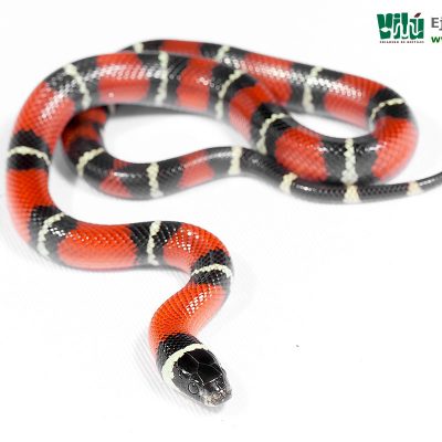 Falsa Coral de Sinaloa - JS31