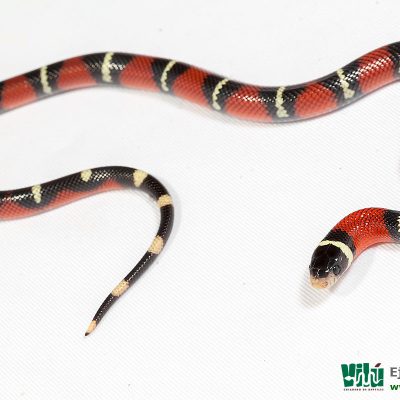 Falsa Coral de Sinaloa - JS45