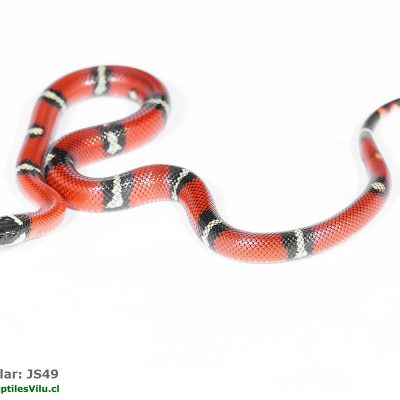 Falsa Coral de Sinaloa - JS49