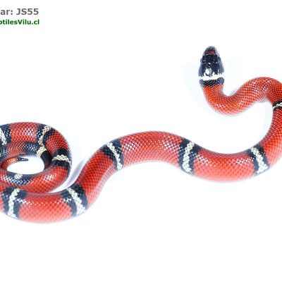 Falsa Coral de Sinaloa - JS55