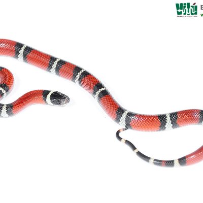 Falsa Coral de Sinaloa - JS63
