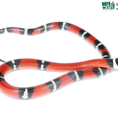 Falsa Coral de Sinaloa - JS60