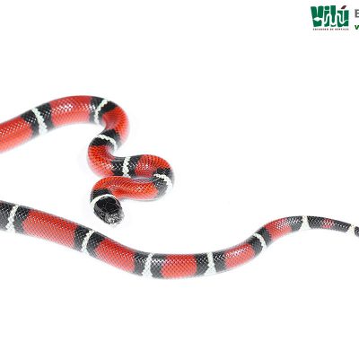 Falsa Coral de Sinaloa - JS65