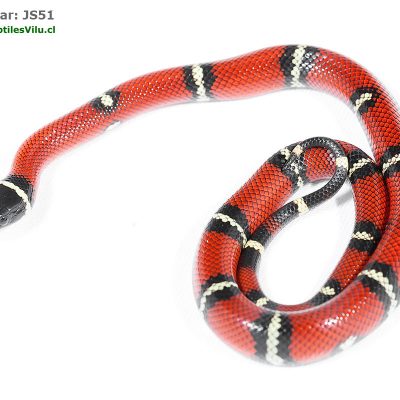 Falsa Coral de Sinaloa - JS51