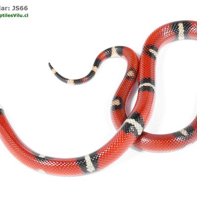 Falsa Coral de Sinaloa - JS66