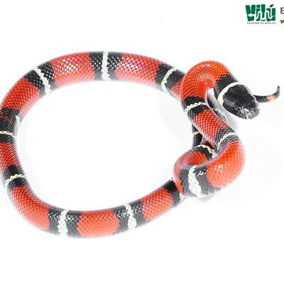 Falsa Coral de Sinaloa - JS59